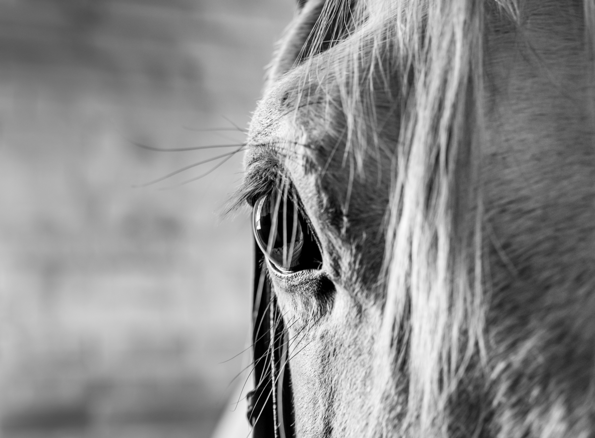 Horse Portrait Photographer Emma Ziff_13